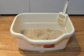 Litter Box Training and Types of Litter